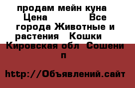 продам мейн куна › Цена ­ 15 000 - Все города Животные и растения » Кошки   . Кировская обл.,Сошени п.